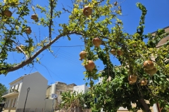 Chania