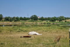 Elberadweg upał