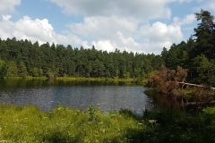 Wigierski Park Narodowy: Ścieżka edukacyjna Las: Suchar I