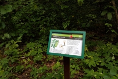 Wigierski Park Narodowy: Ścieżka edukacyjna Las