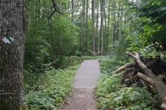 Wigierski Park Narodowy: Ścieżka edukacyjna Las