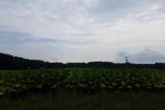 plantacja tytoniu