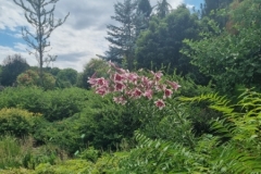 Arboretum Wojsławice