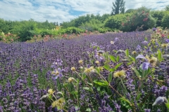 Arboretum Wojsławice