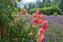 Arboretum Wojsławice