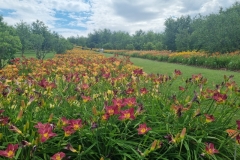 Arboretum Wojsławice