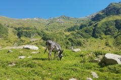 Droga Transfogarska