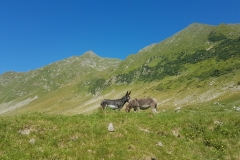 Droga Transfogarska