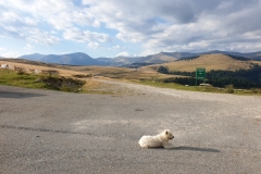 Transalpina