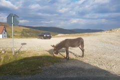 Transalpina