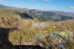 Transalpina