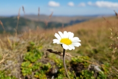 Transalpina