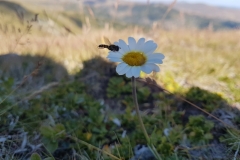 Transalpina