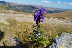 Transalpina