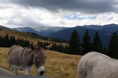 Transalpina