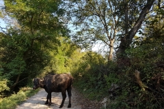 Colești