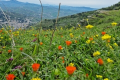 Erice