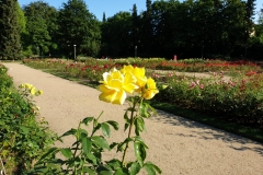 Ogród Różany w Szczecinie, „Różanka"