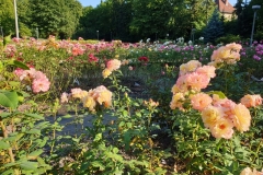 Ogród Różany w Szczecinie, „Różanka"