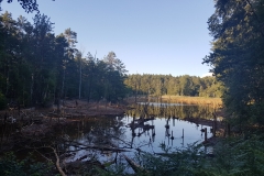 Ścieżka geoturystyczną „Dawna Kopalnia Babina”, zapadlisko pokopalniane