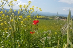 okolice San Gimignano