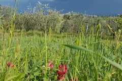 okolice San Gimignano