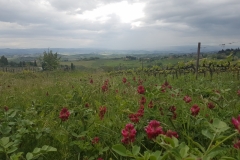 okolice San Gimignano