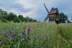 Skansen Budownictwa Ludowego Zachodniej Wielkopolski w Wolsztynie