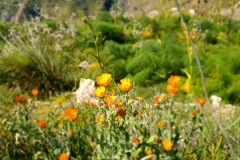 Treking na Monte Venera